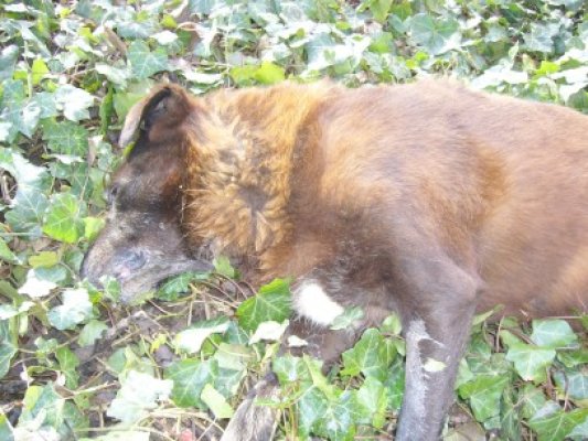 Câinele găsit mort în Tomis Nord a fost otrăvit cu furadan